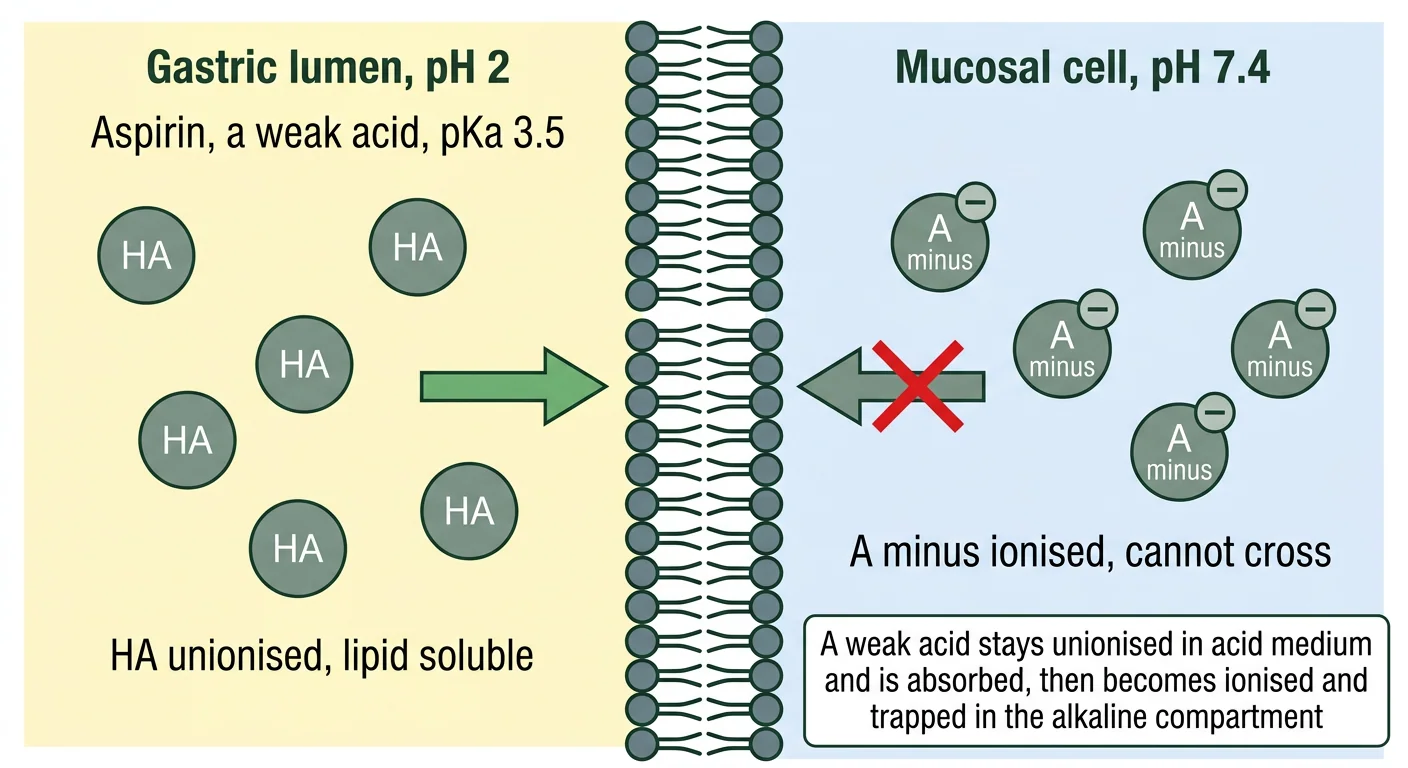 Figure 2 — pH partition and ion trapping across the gastric mucosa
