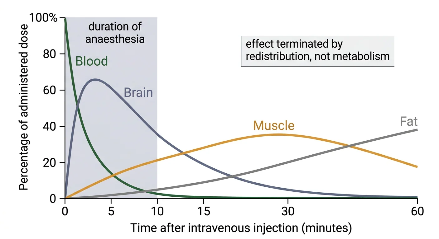 Figure 5 — Redistribution of thiopentone