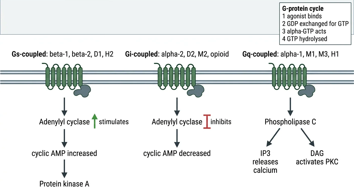 Figure 2 — G-protein signalling pathways