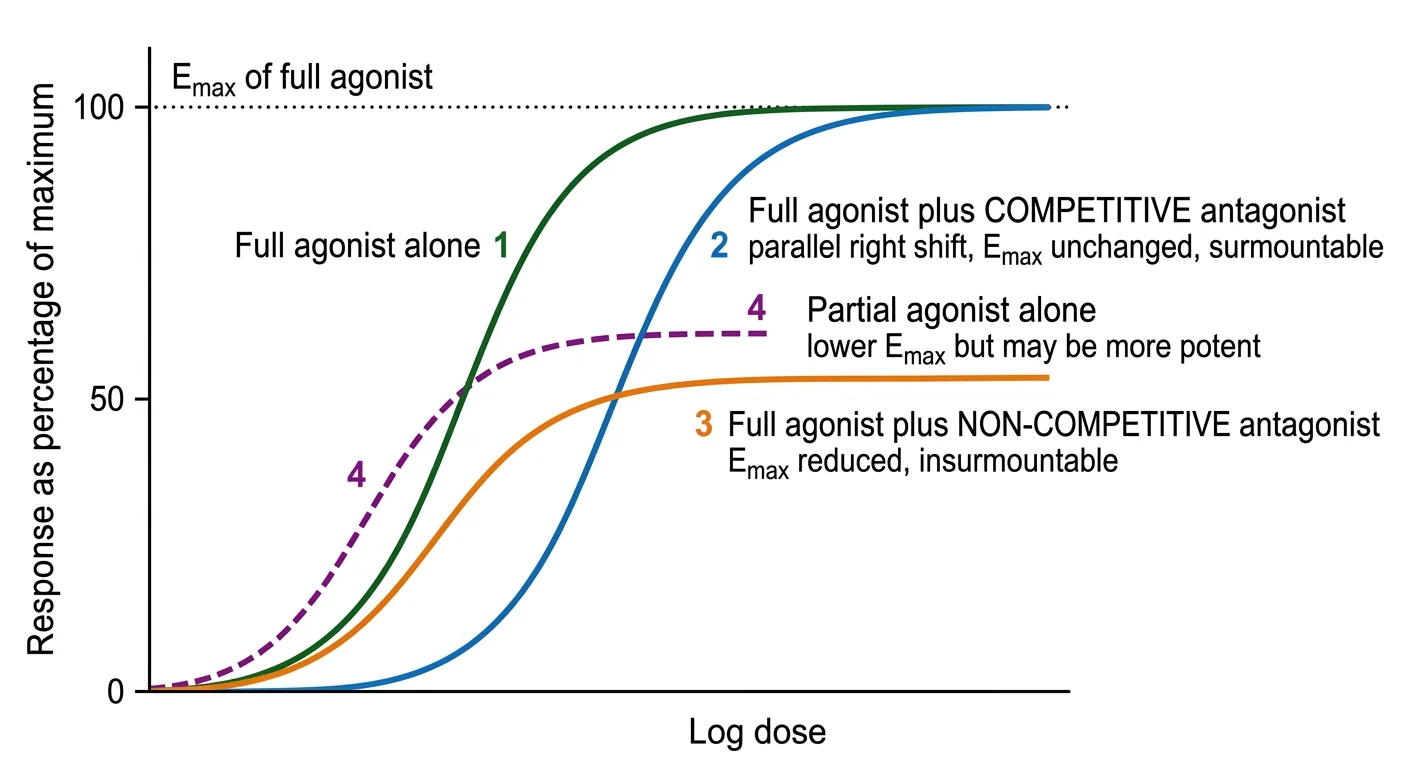 Figure 3 — Log dose–response curves: agonists and antagonists