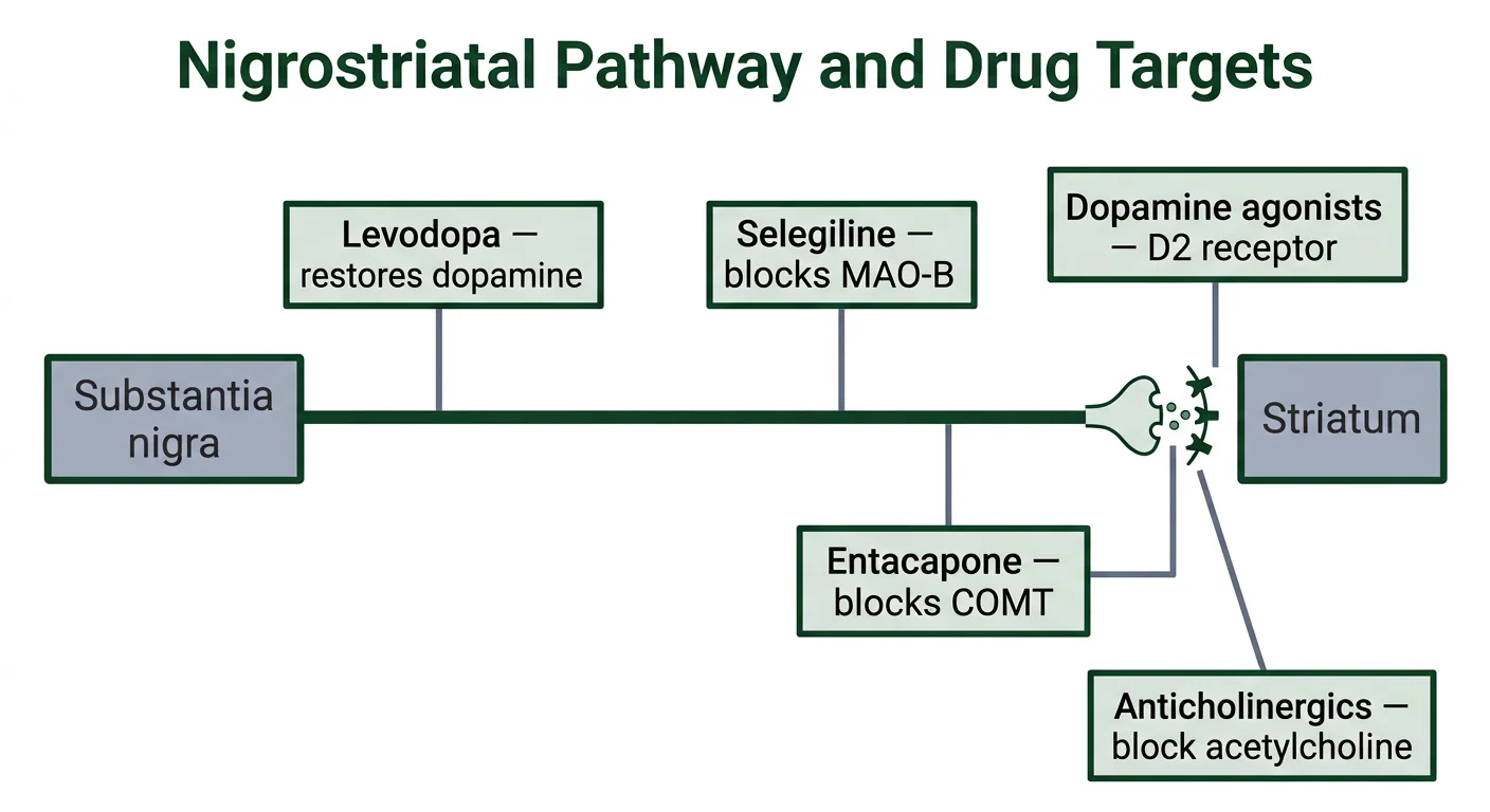 Figure 1 — The nigrostriatal dopamine pathway and drug targets