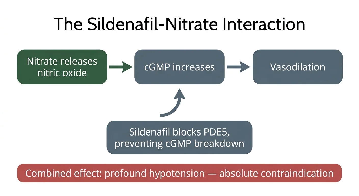 Figure 4 — The sildenafil-nitrate interaction
