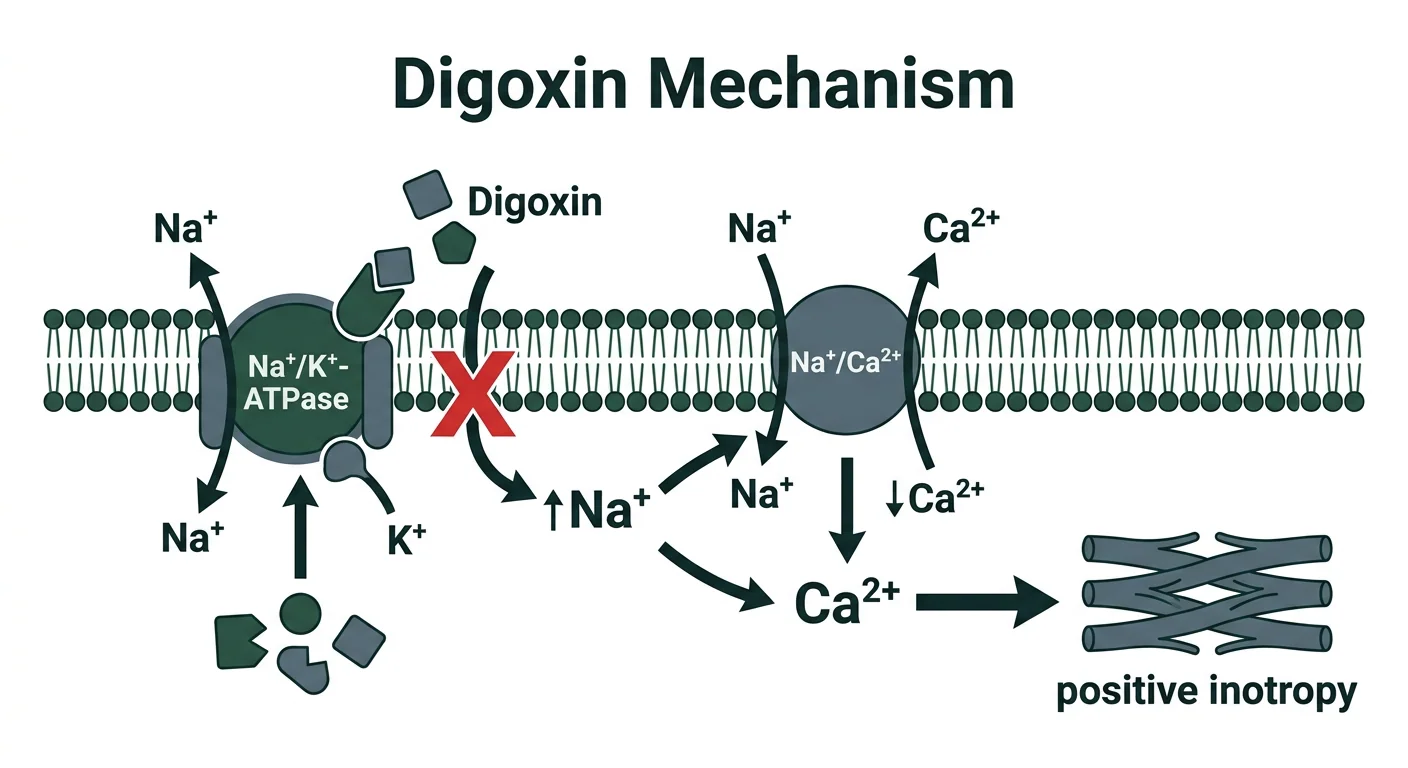 Digoxin mechanism