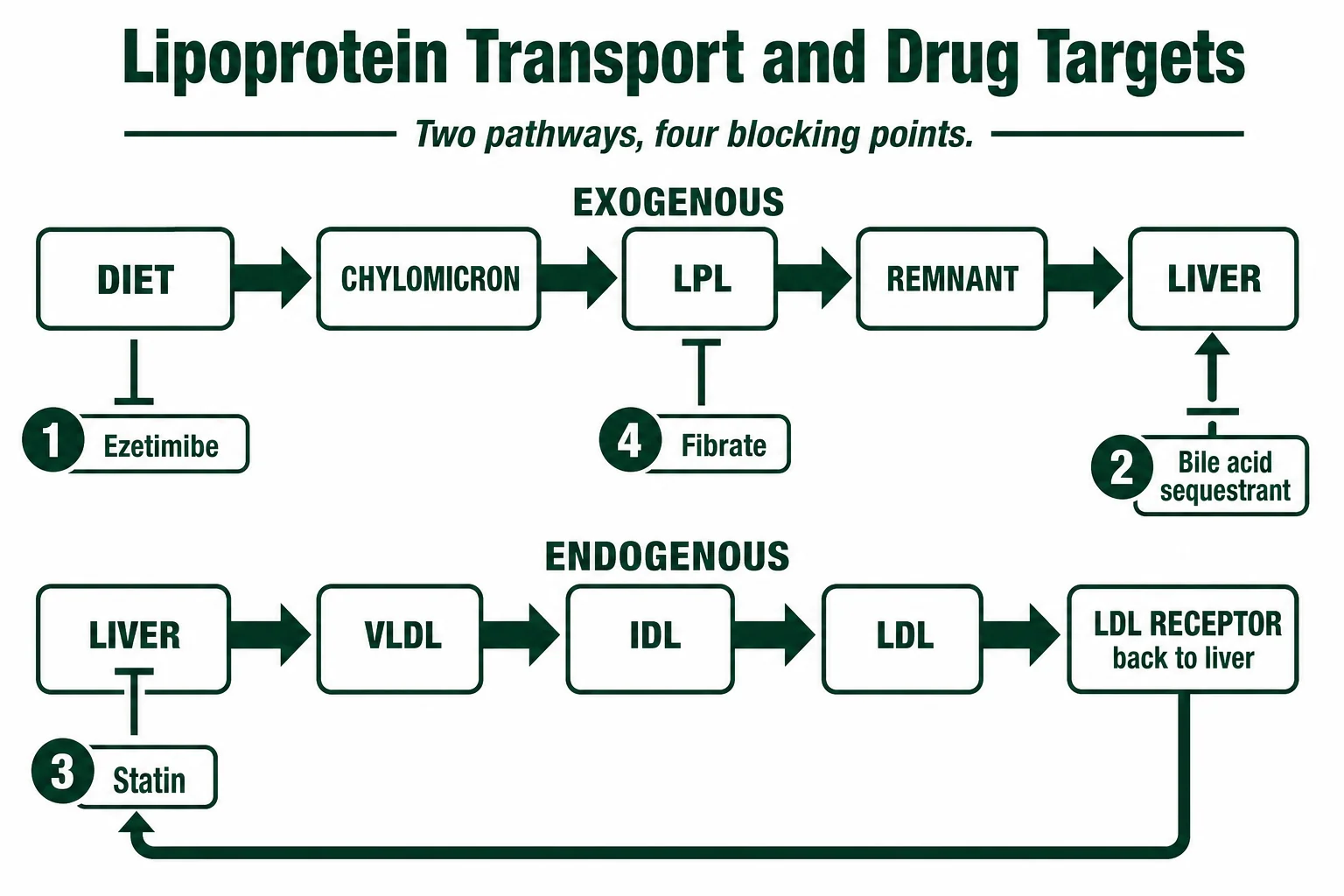 Lipoprotein transport pathways with sites of hypolipidaemic drug action