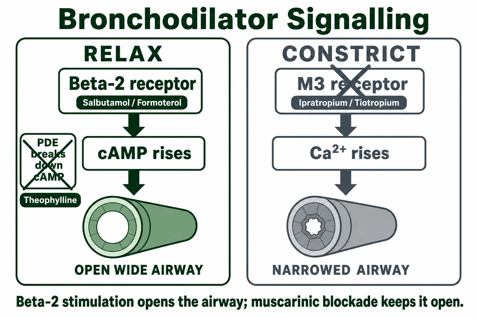 Bronchodilator signalling pathways in airway smooth muscle