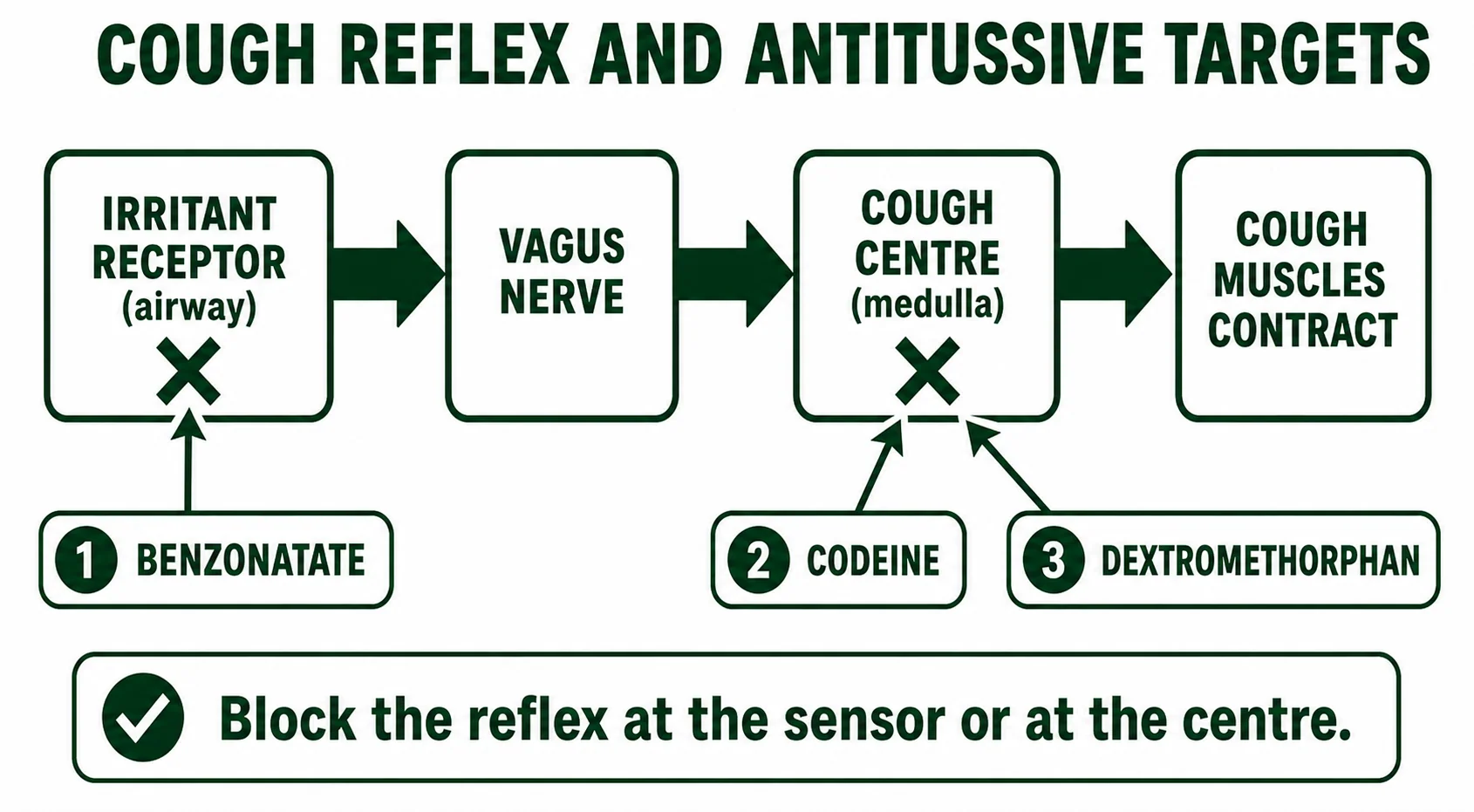 Cough reflex arc and antitussive blockade points