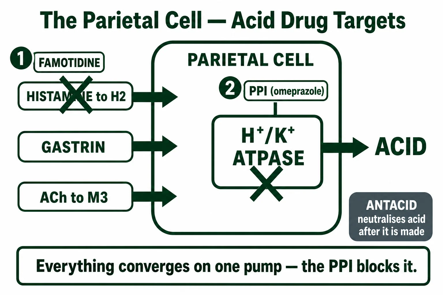 The parietal cell and acid secretion drug targets