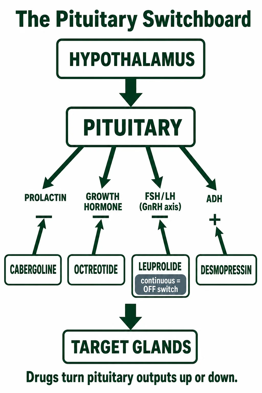The pituitary switchboard
