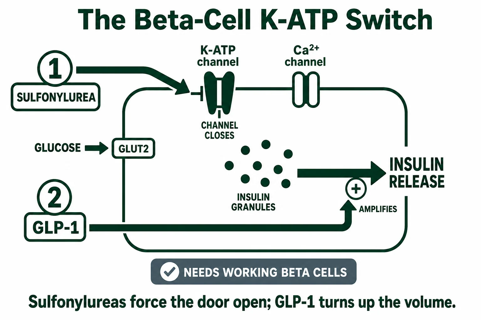 The beta-cell K-ATP switch