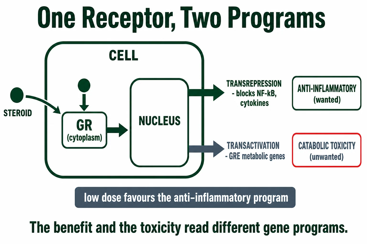 One receptor, two programs